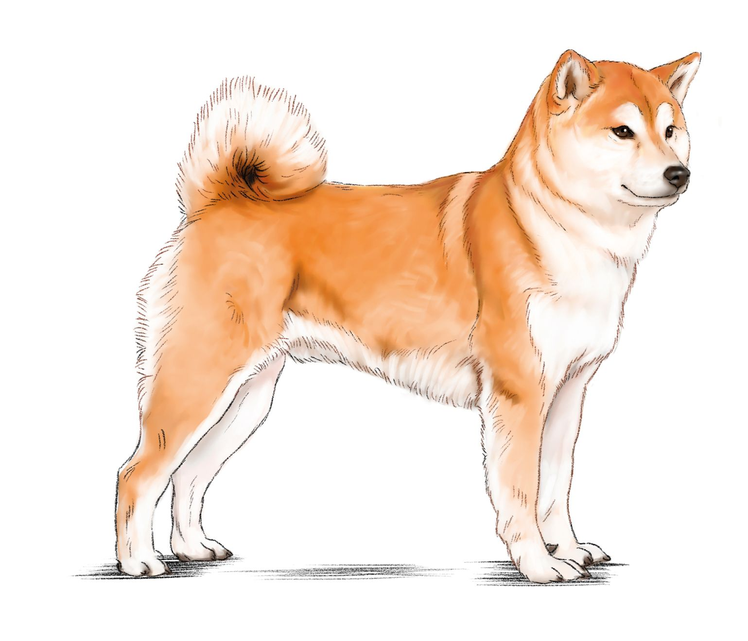 Illustration of a standing Shiba