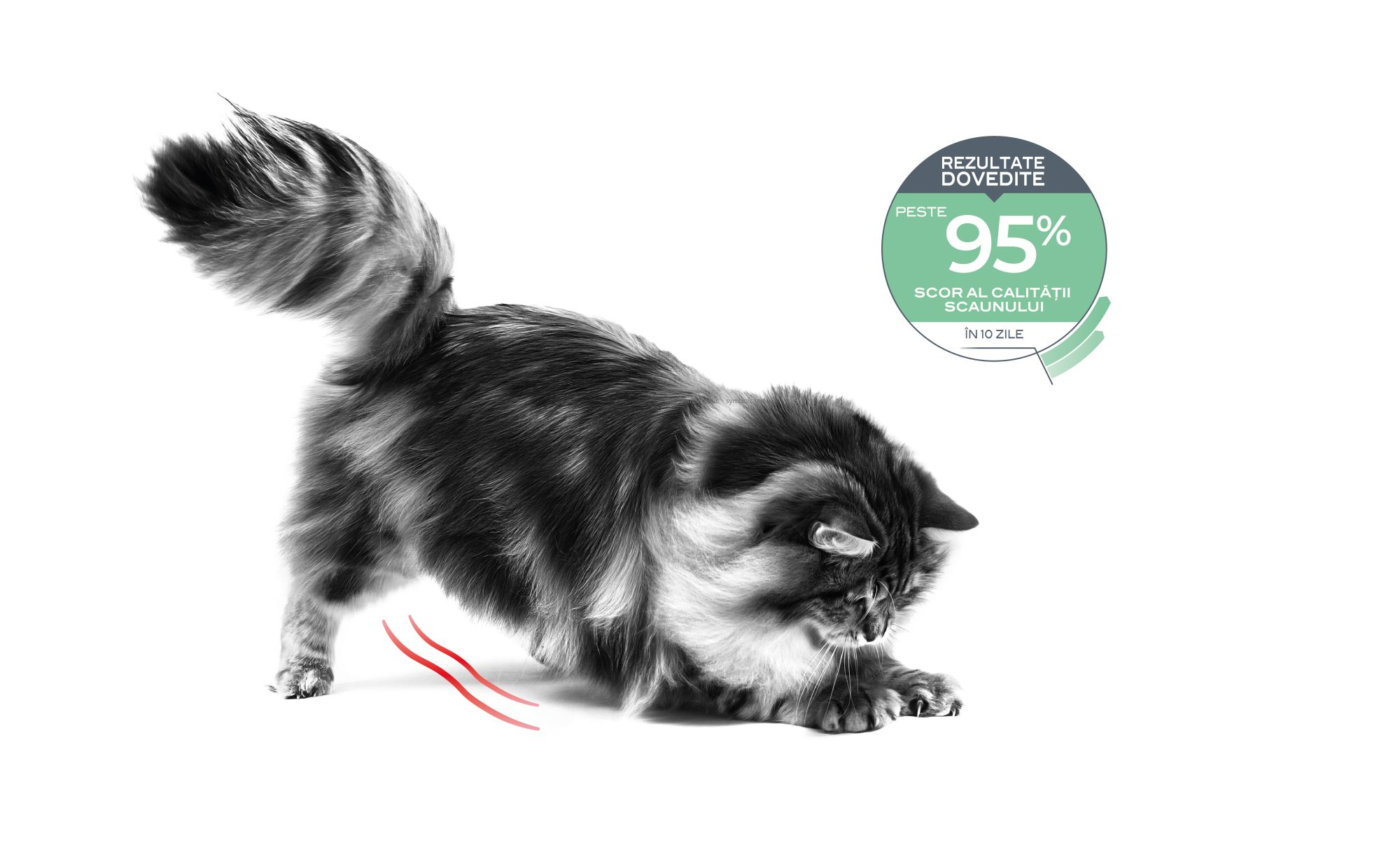 feline care emblematics Romania