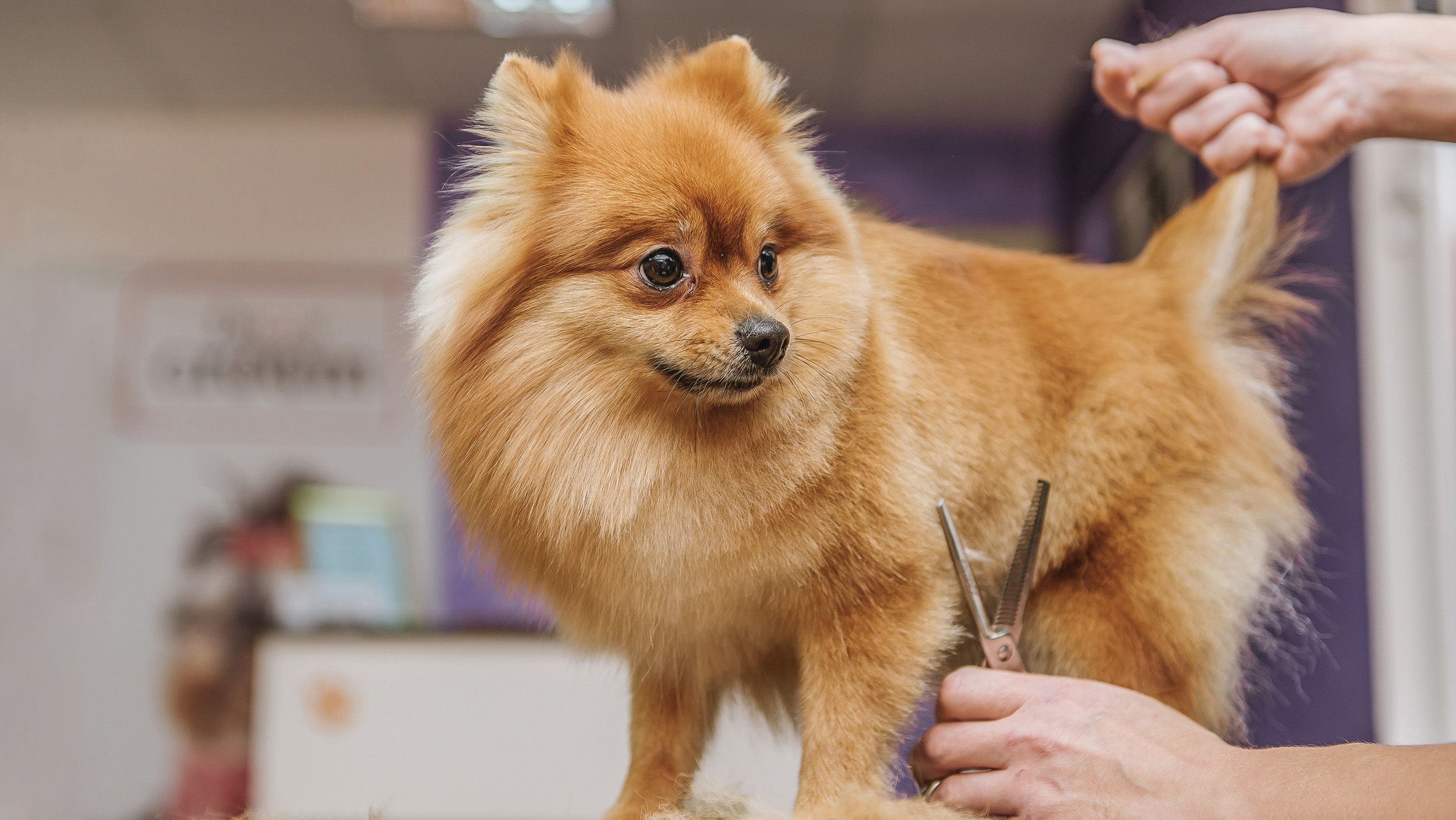 Pomeranian adult being groomed in a grooming salon.