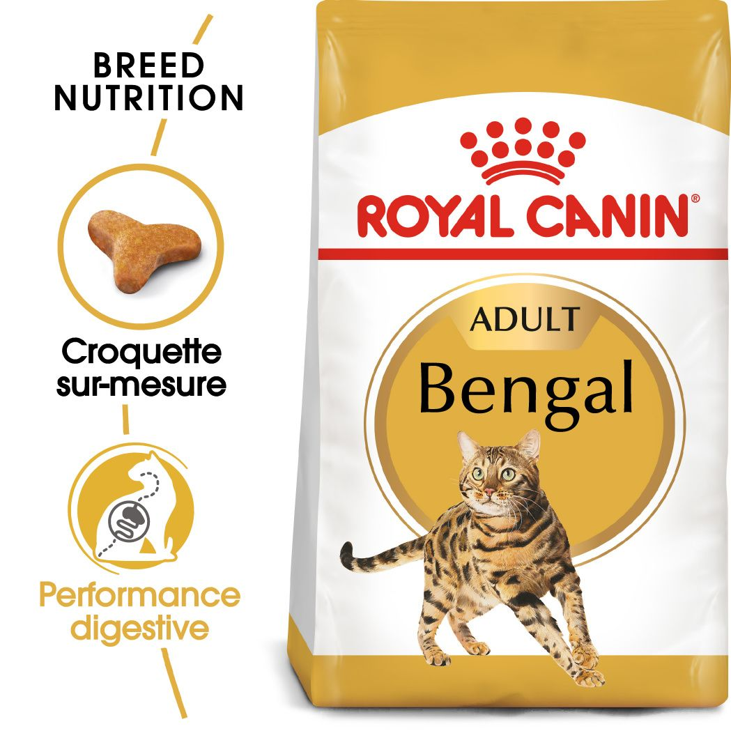 Bengal Adulte