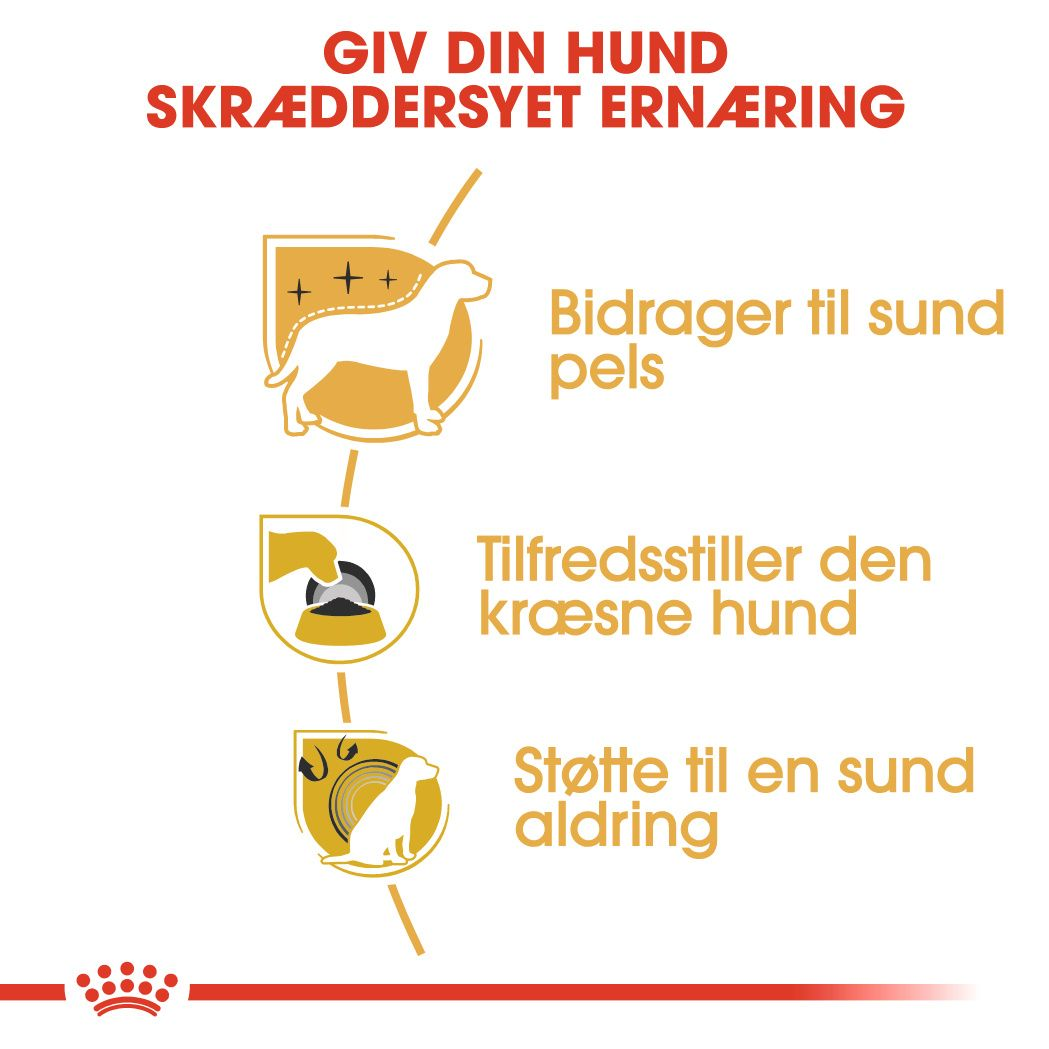 Yorkshire Terrier Adult