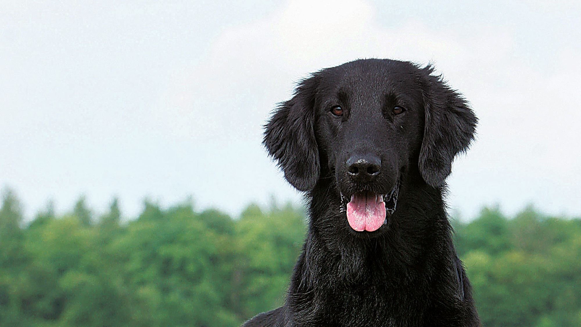 Close-up of a black Flat Coated Retriever tongue wagging against a blue sky