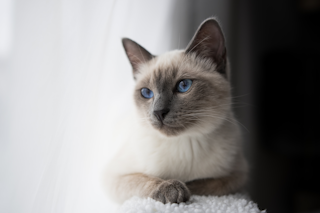 КОШАЧЬЯ ТРЕВОГА И КОШАЧИЙ СТРЕСС КАК ПОМОЧЬ