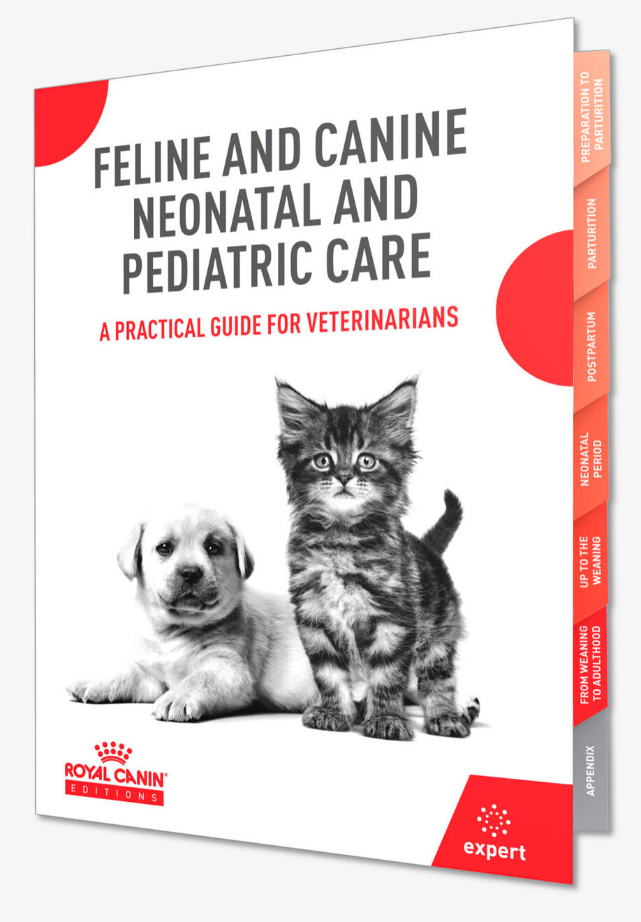 Veterinary Focus Veterinary Articles Tips Vet Focus
