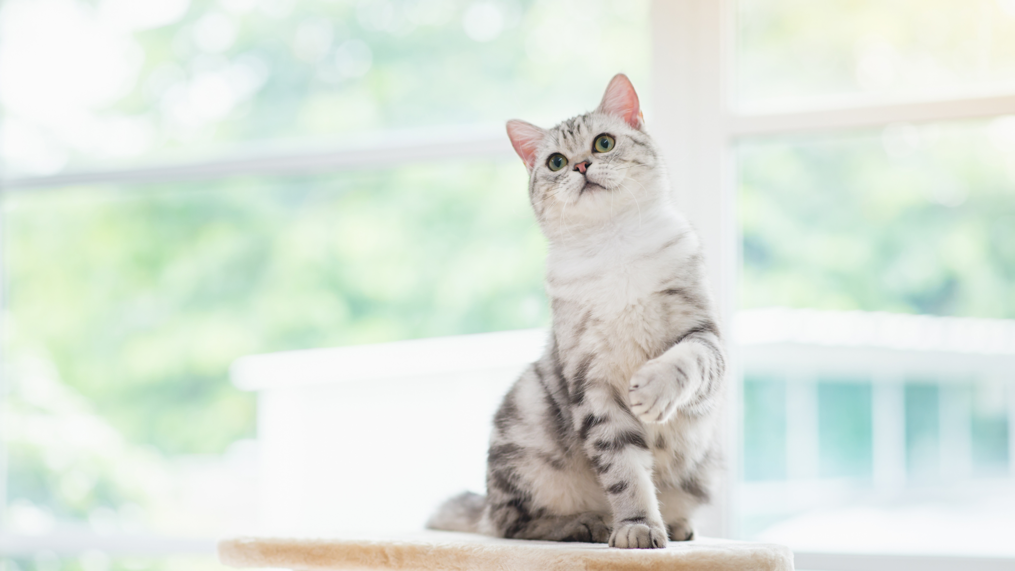 Chat américain à poil court assis sur un griffoir