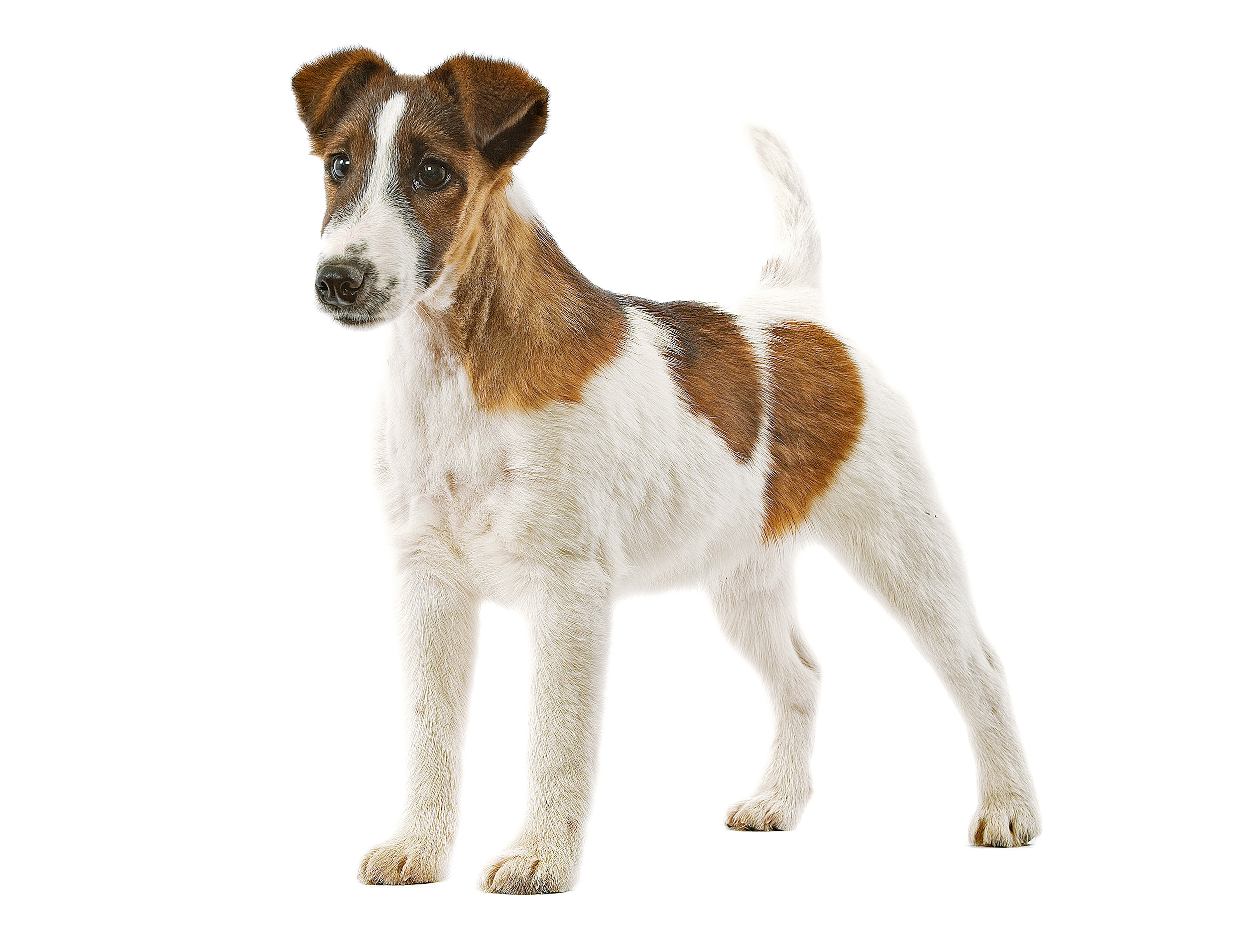 black and white Smooth Fox Terrier adult