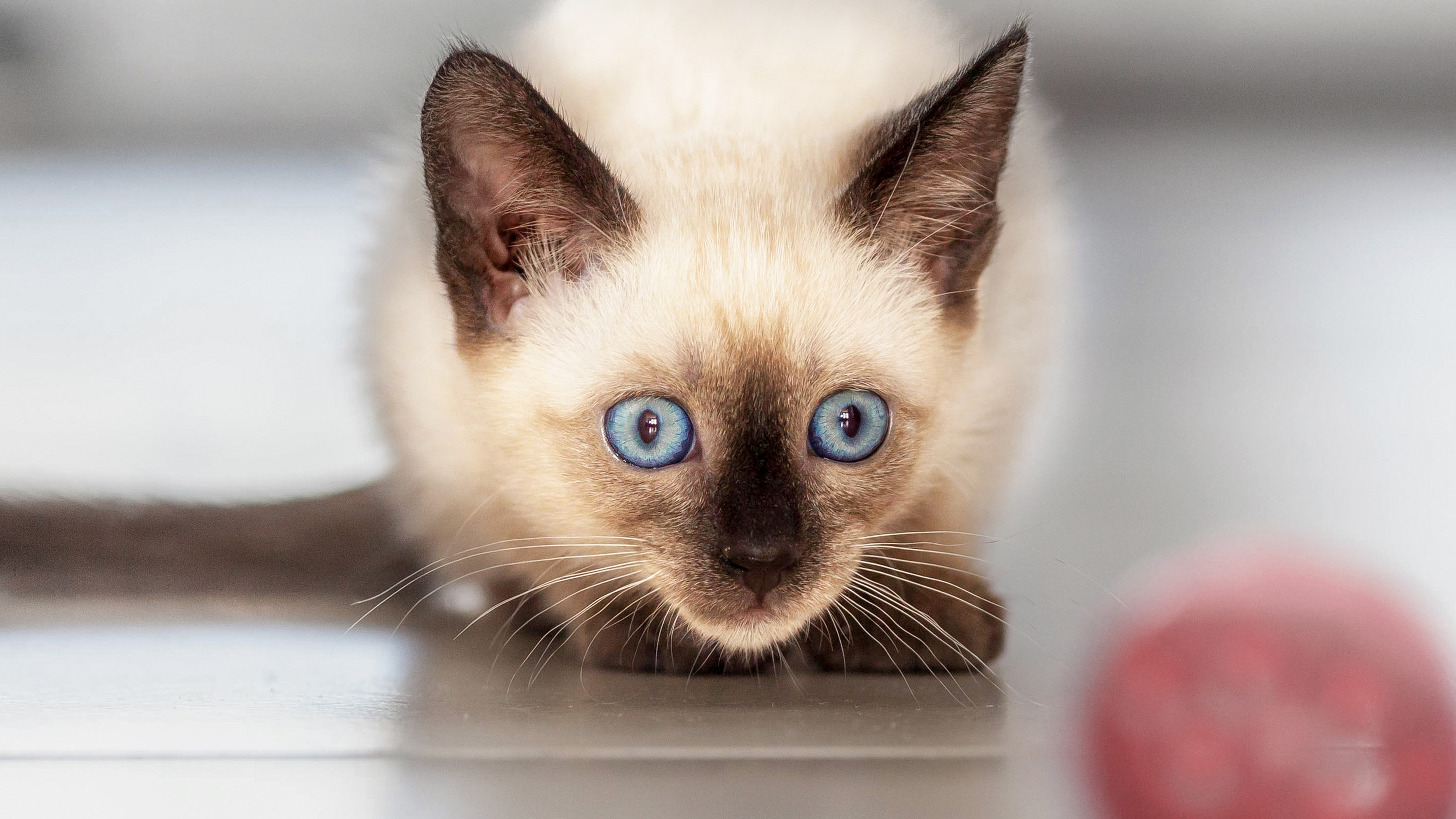 Siamese kitten playing indoors with a red ball