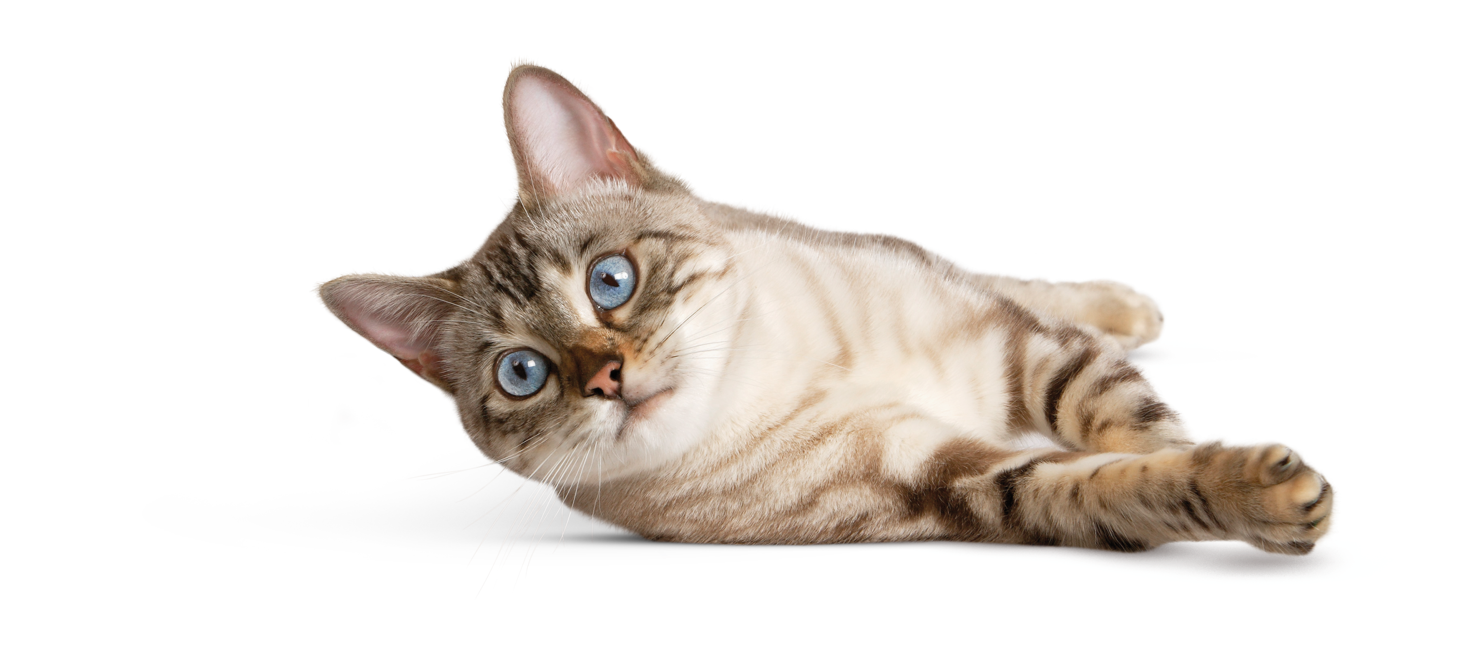 Katze liegt auf der Seite