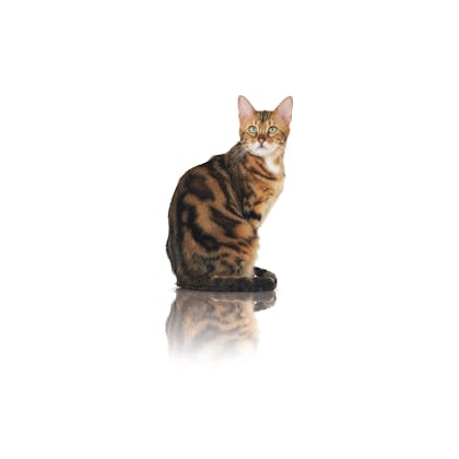 Royal canin pure feline beauty sale