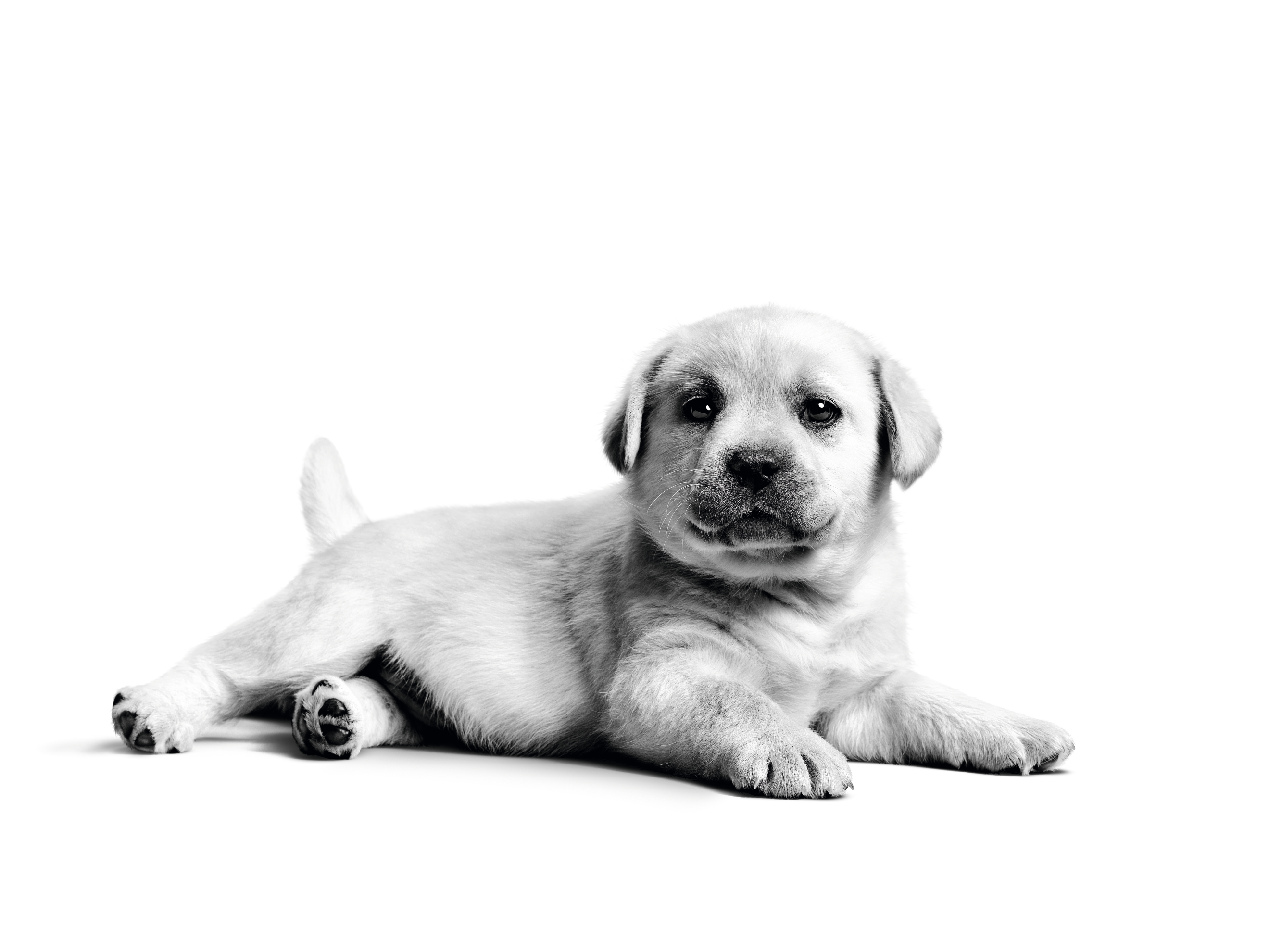 Neonatal Labrador Retriever puppy lying down