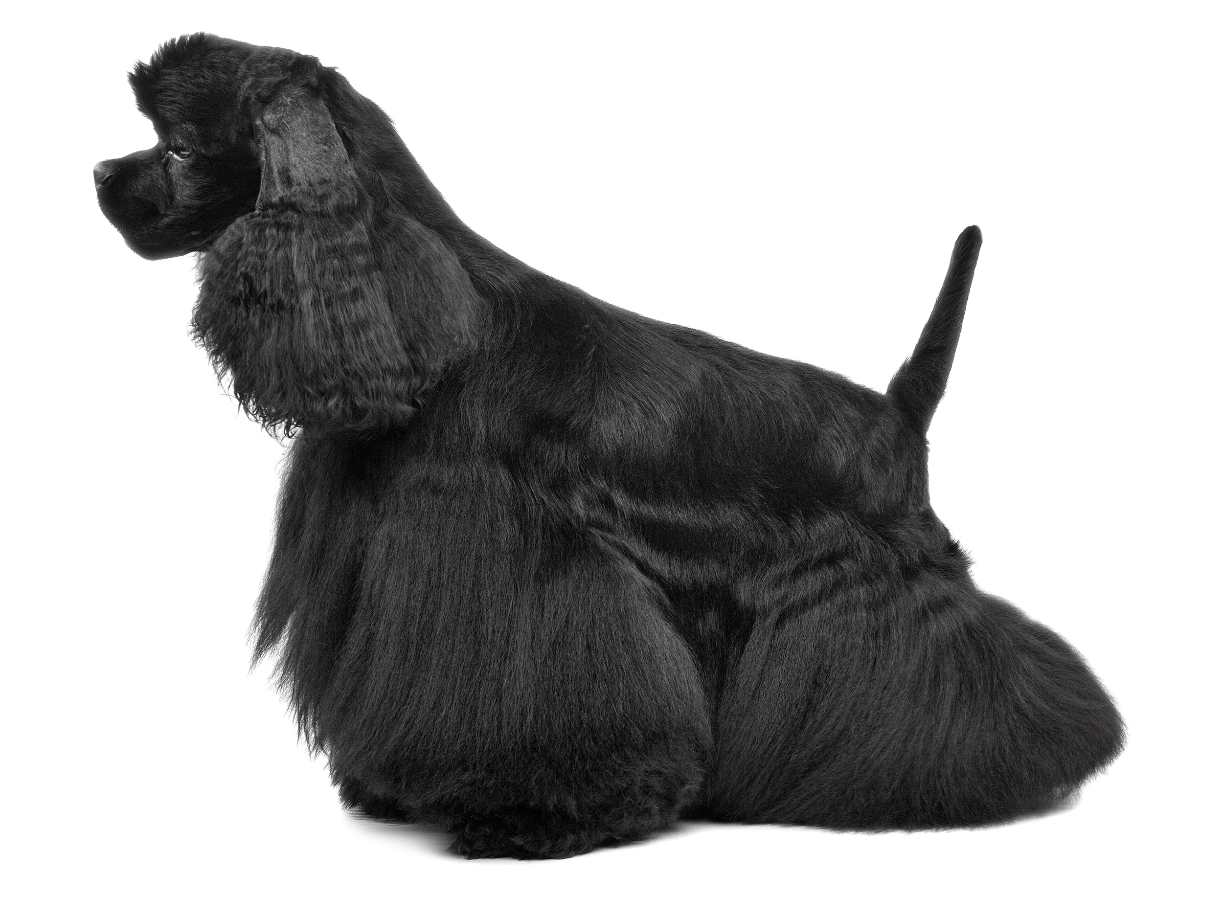 American Cocker Spaniel adult standing in black and white