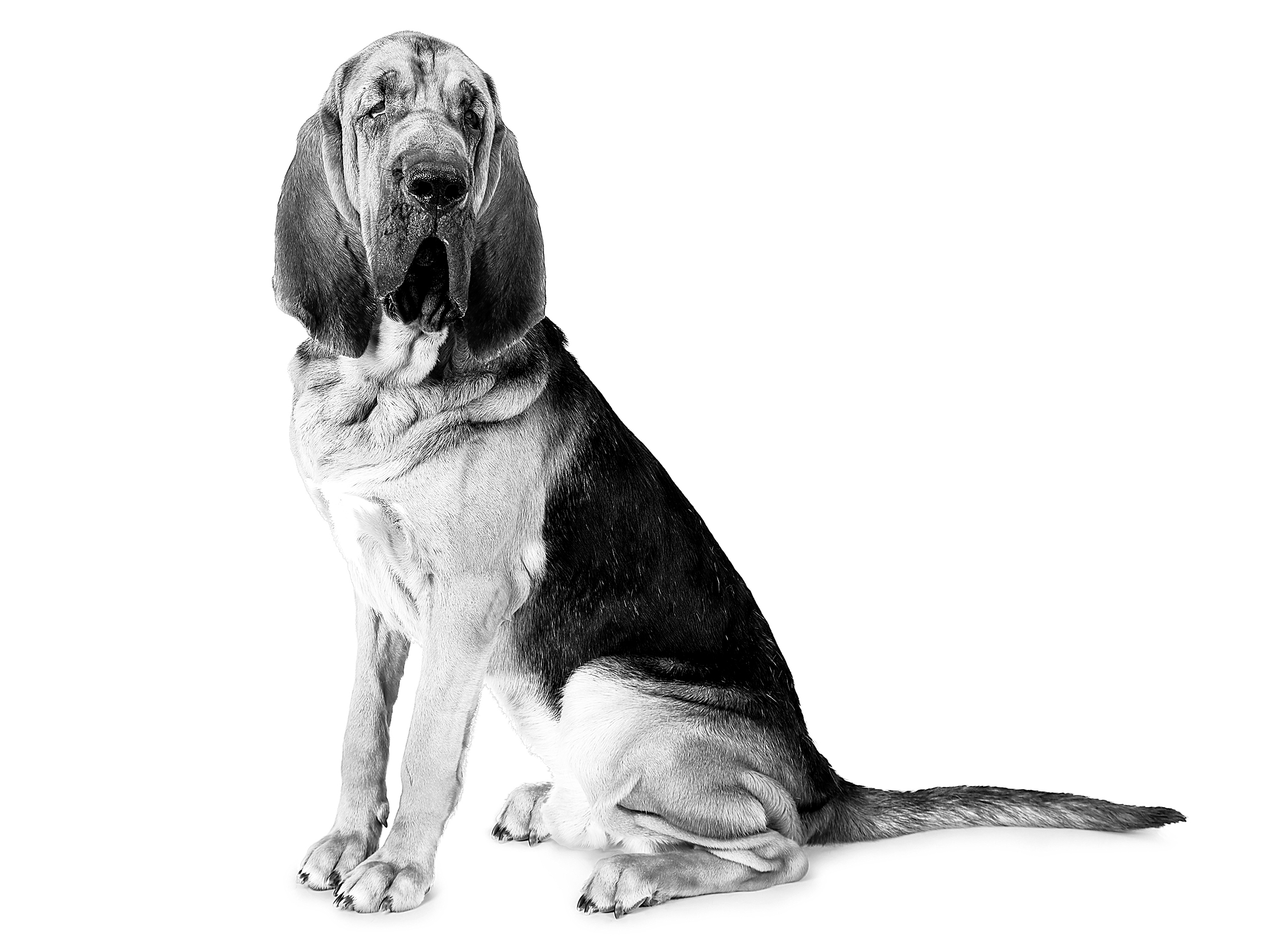 Bloodhound adult in black and white