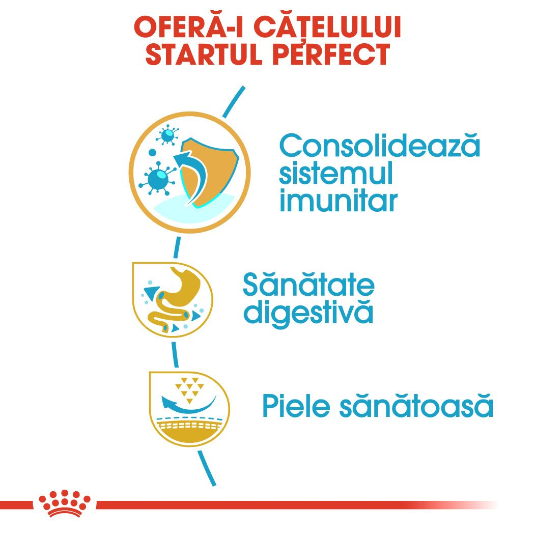 French Bulldog Puppy