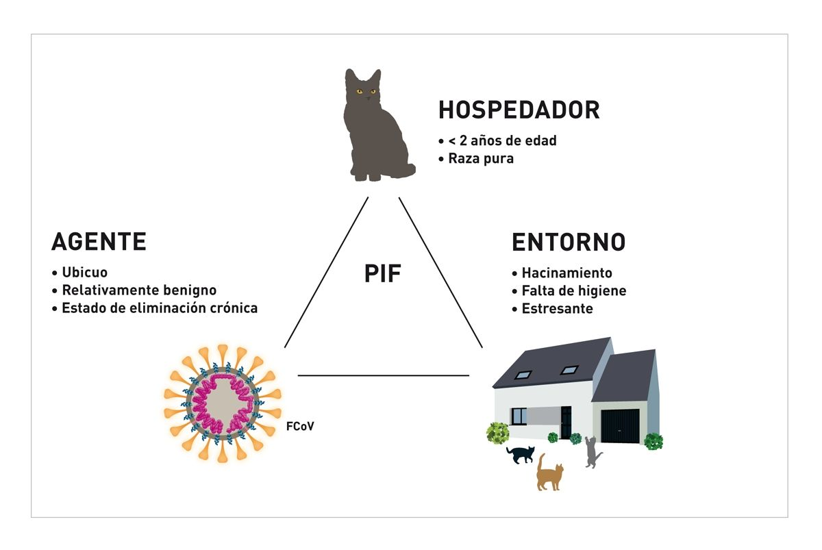 Figura 2. Triángulo epidemiológico de la PIF; Tanto los factores relacionados con el hospedador, como con el virus y el entorno contribuyen al desarrollo de la enfermedad.© Sandrine Fontègne