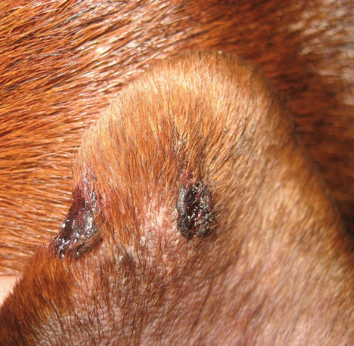 Vasculopatia del margine della pinna auricolare che causa ulcerazioni e un difetto nel margine della pinna stessa.