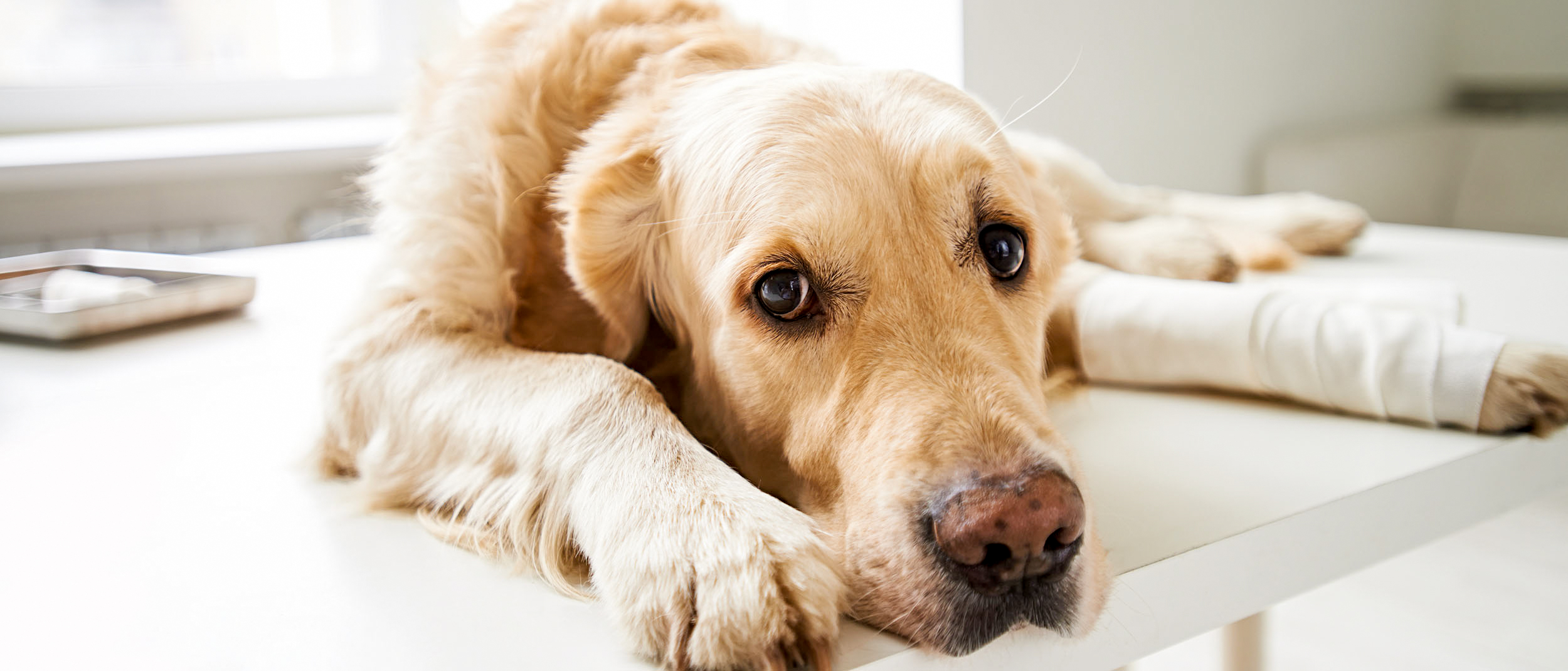 Young Labrador Retriever lying down on an examination table in a vets office.