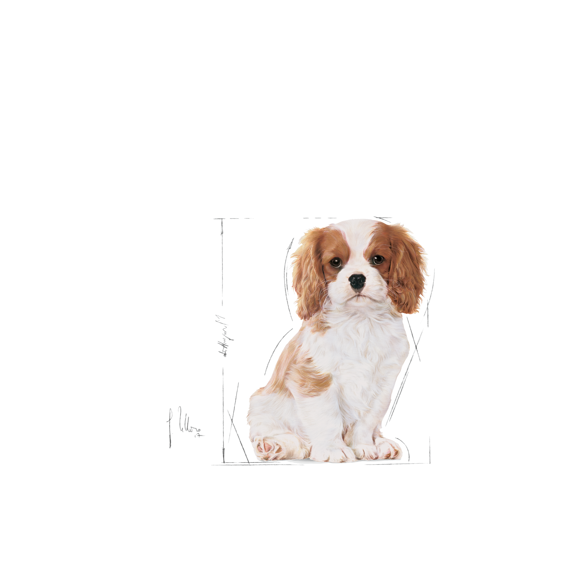 Cavalier King Charles Puppy