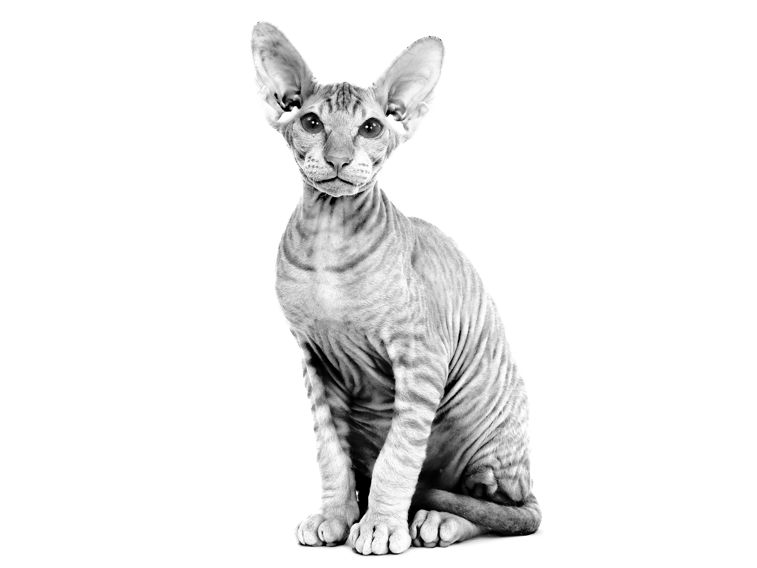 Peterbald adult in black and white