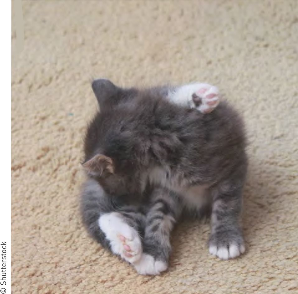 Diarreia em um gato acometido pode levar à auto-higienização (lambedura) excessiva e ao subsequente desenvolvimento de eritema e edema significativos da região perineal.