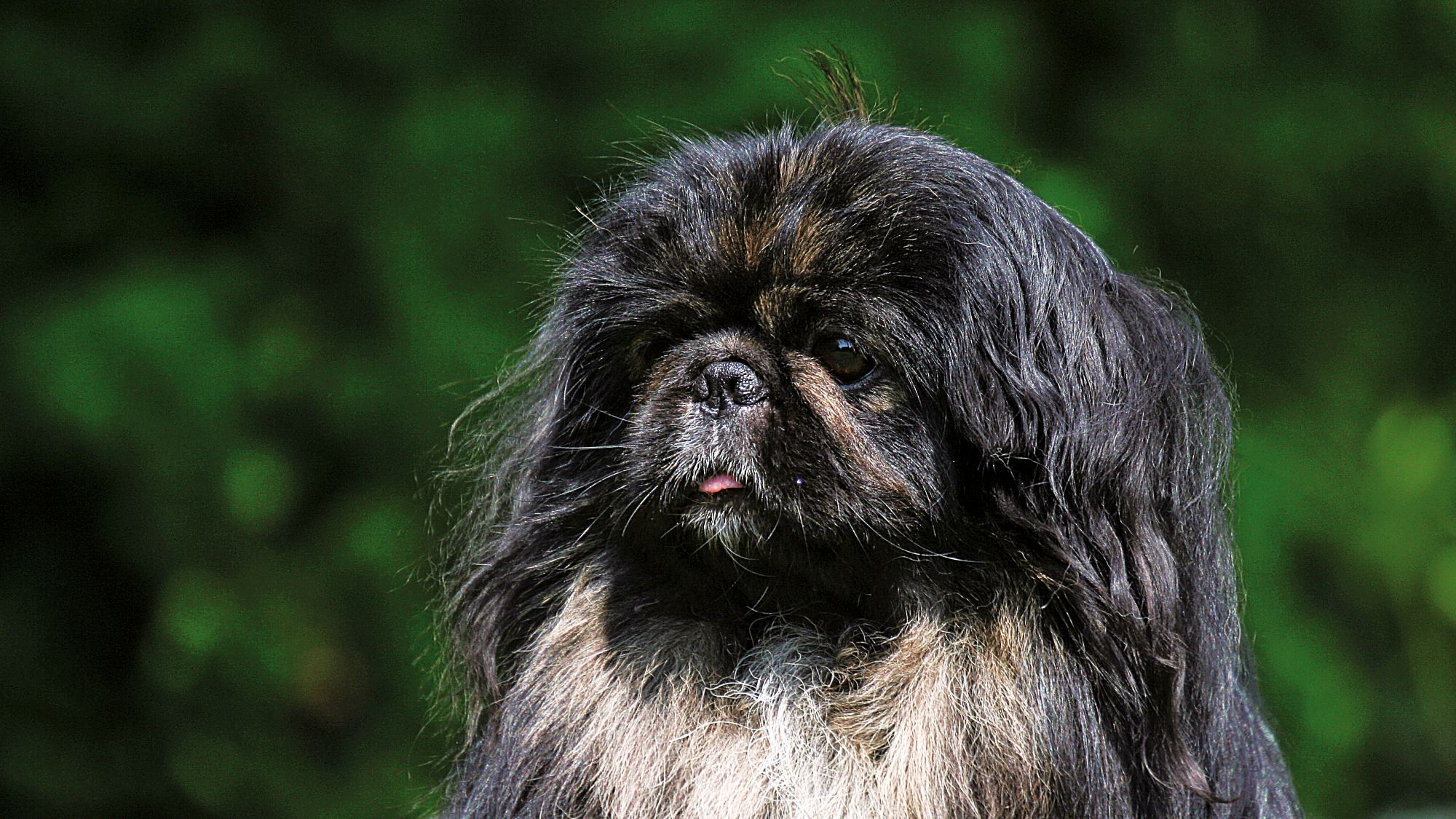 A black Pekinese dog looking into the distance