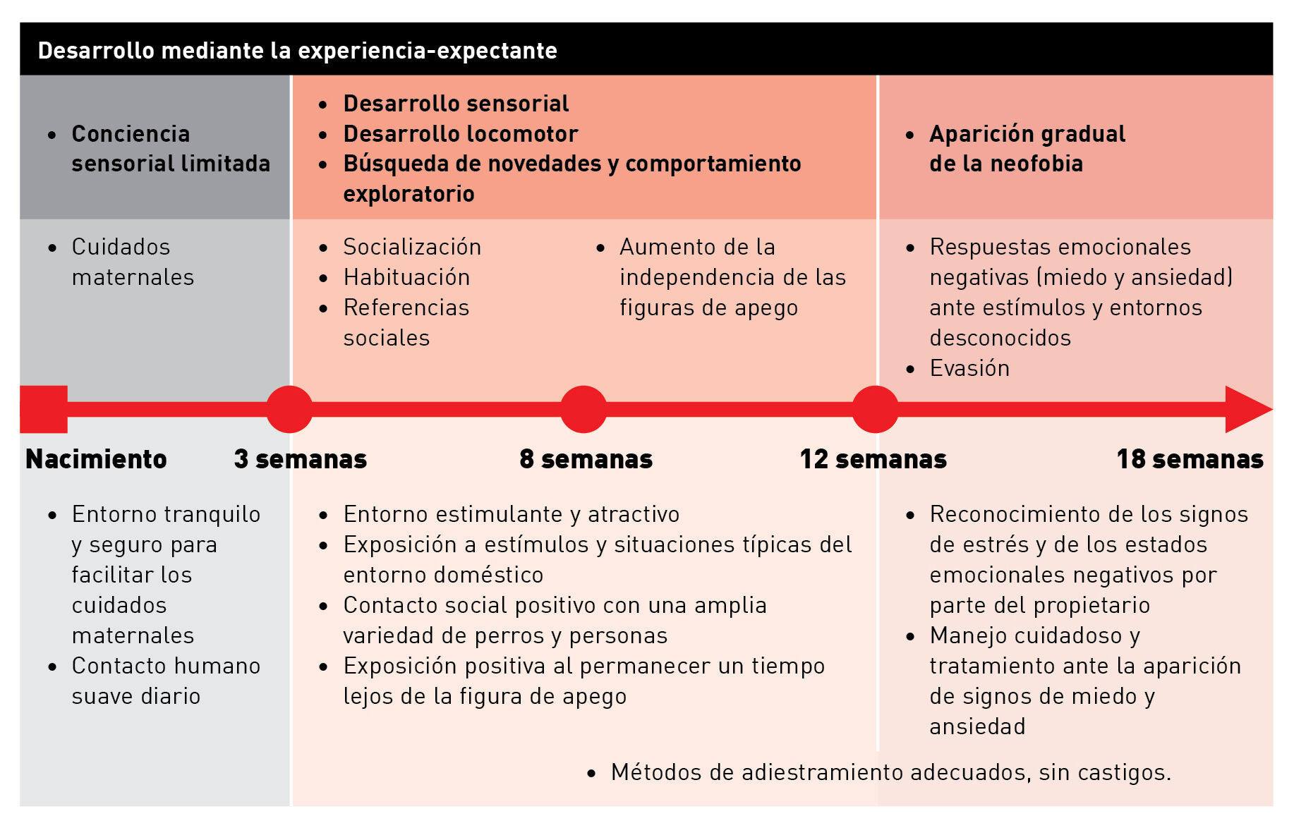 Línea cronológica de las etapas de desarrollo del cachorro
