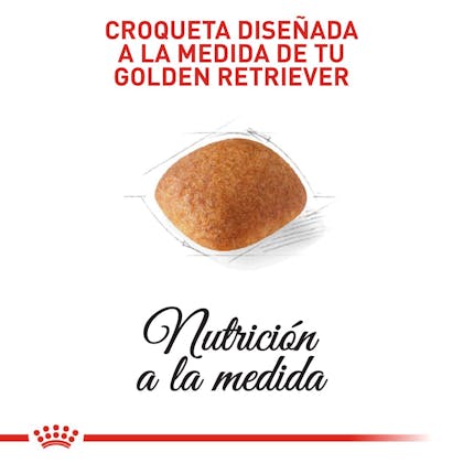 GOLDEN RETRIEVER ADULT COLOMBIA 3
