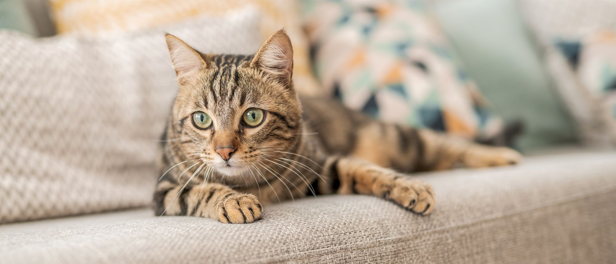 Cat lying down on sofa