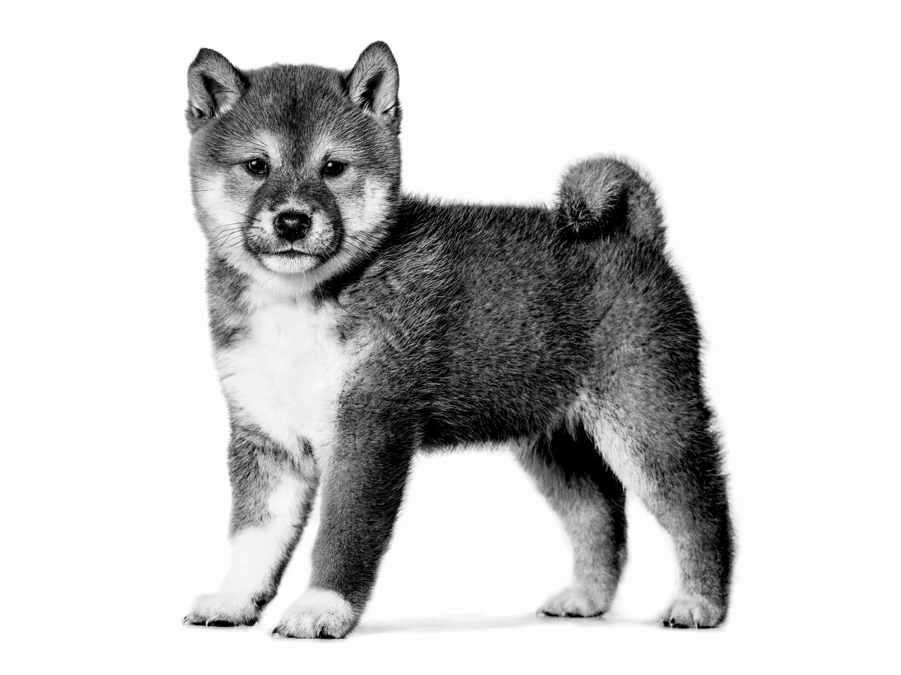 Retrato en blanco y negro de un cachorro de Shiba Inu de pie