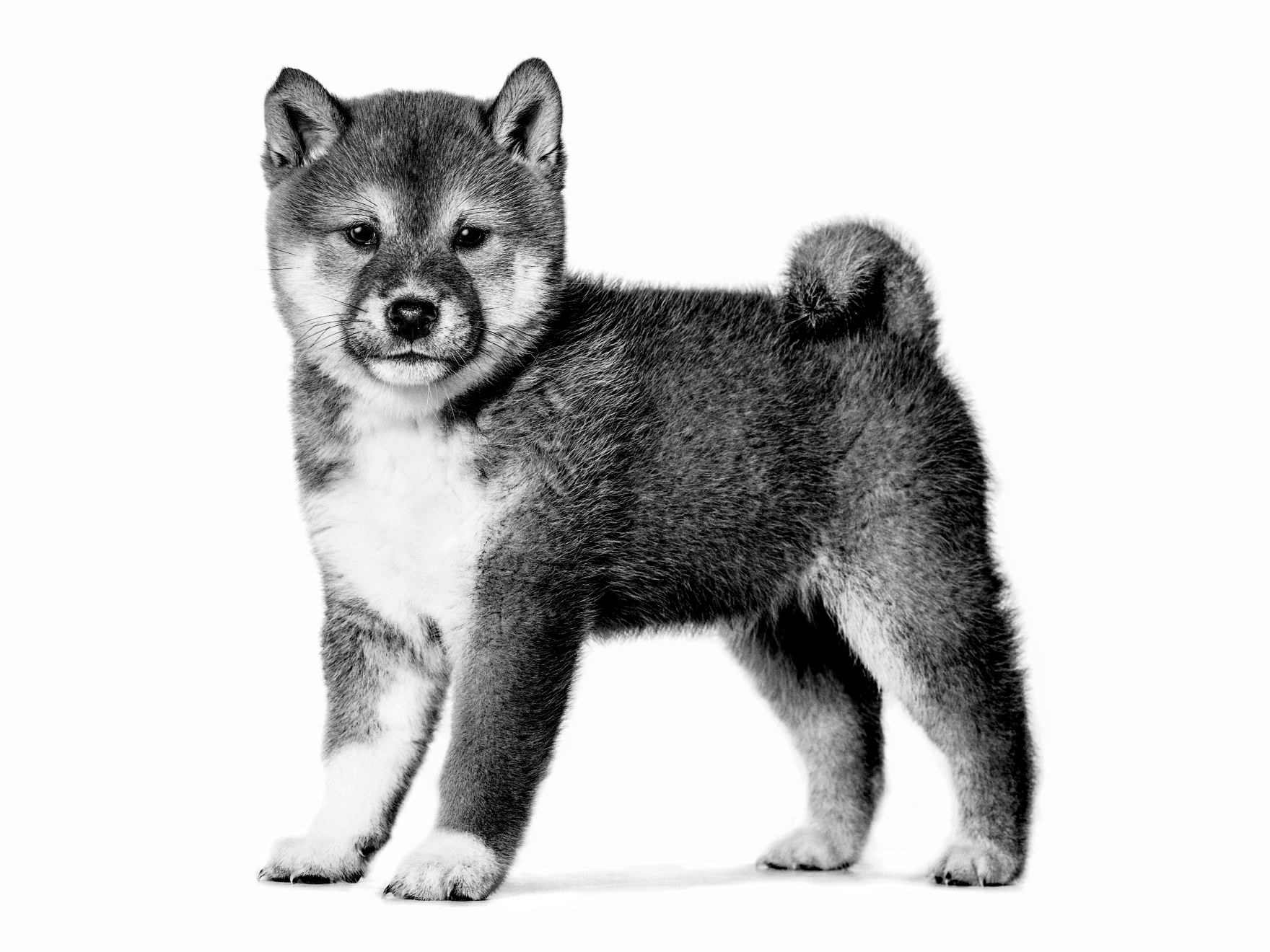 Portrait en noir et blanc d'un chiot shiba inu debout