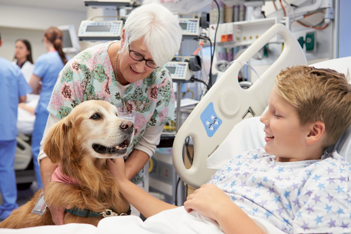 Figure 4. Il a été montré que les enfants hospitalisés présentent une diminution de l’anxiété à la suite de la visite d’un animal thérapeute. © Shutterstock