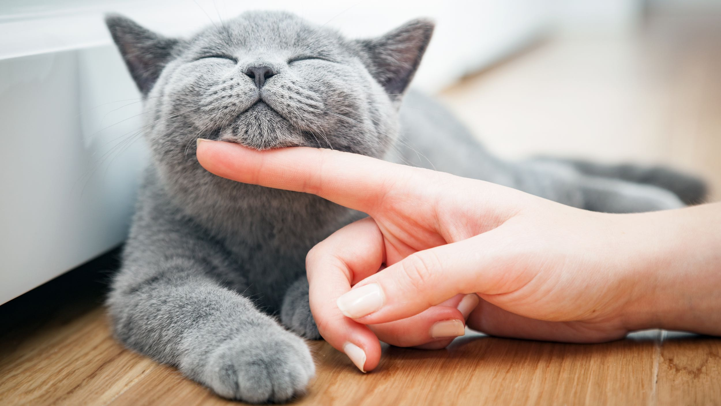 Gato adulto de pé sobre uma mesa a ser escovado pelo seu tutor.