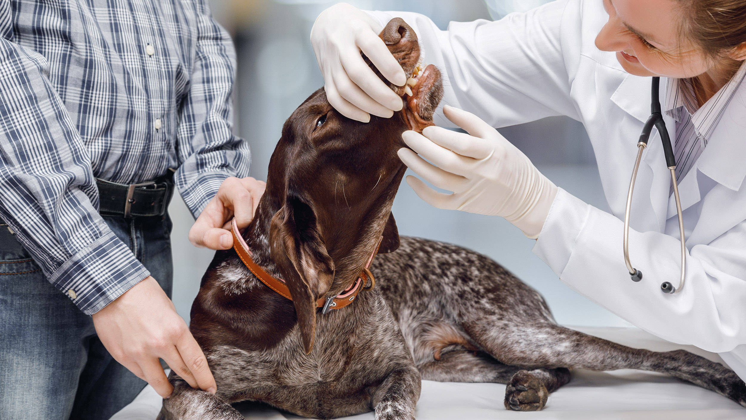 German Shorthaired Pointer adult having a dental examination at the vets.