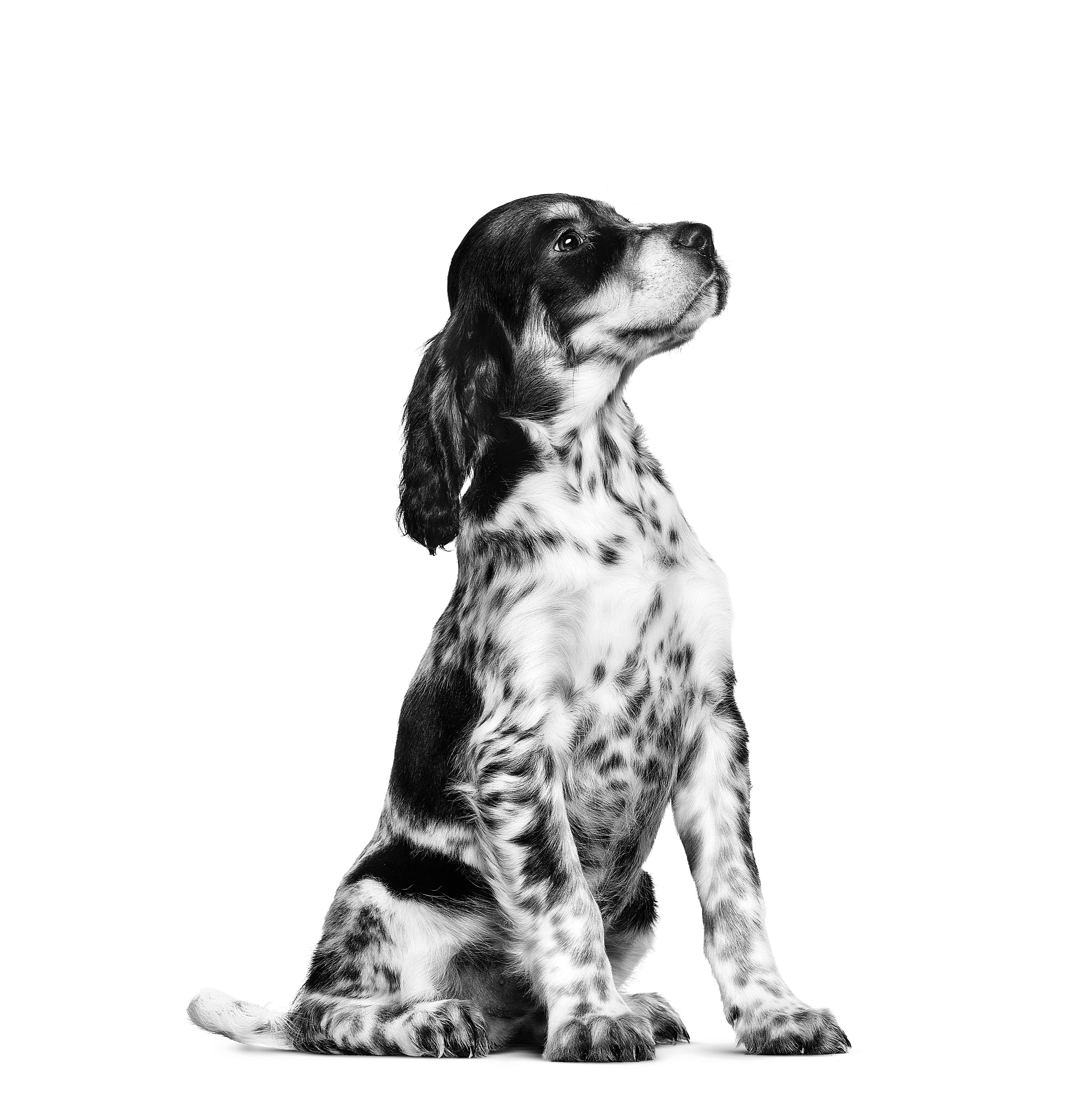 Zittende Engelse Setter puppy in zwart-wit op een witte achtergrond