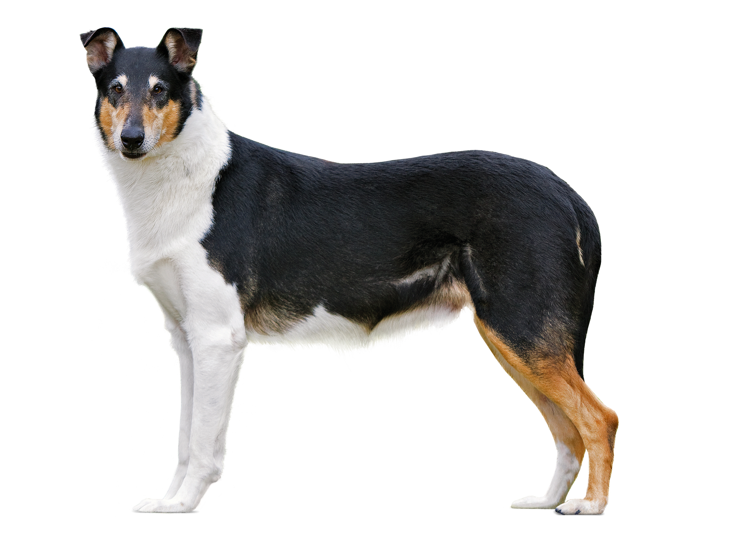 black and white Smooth Collie adult standing
