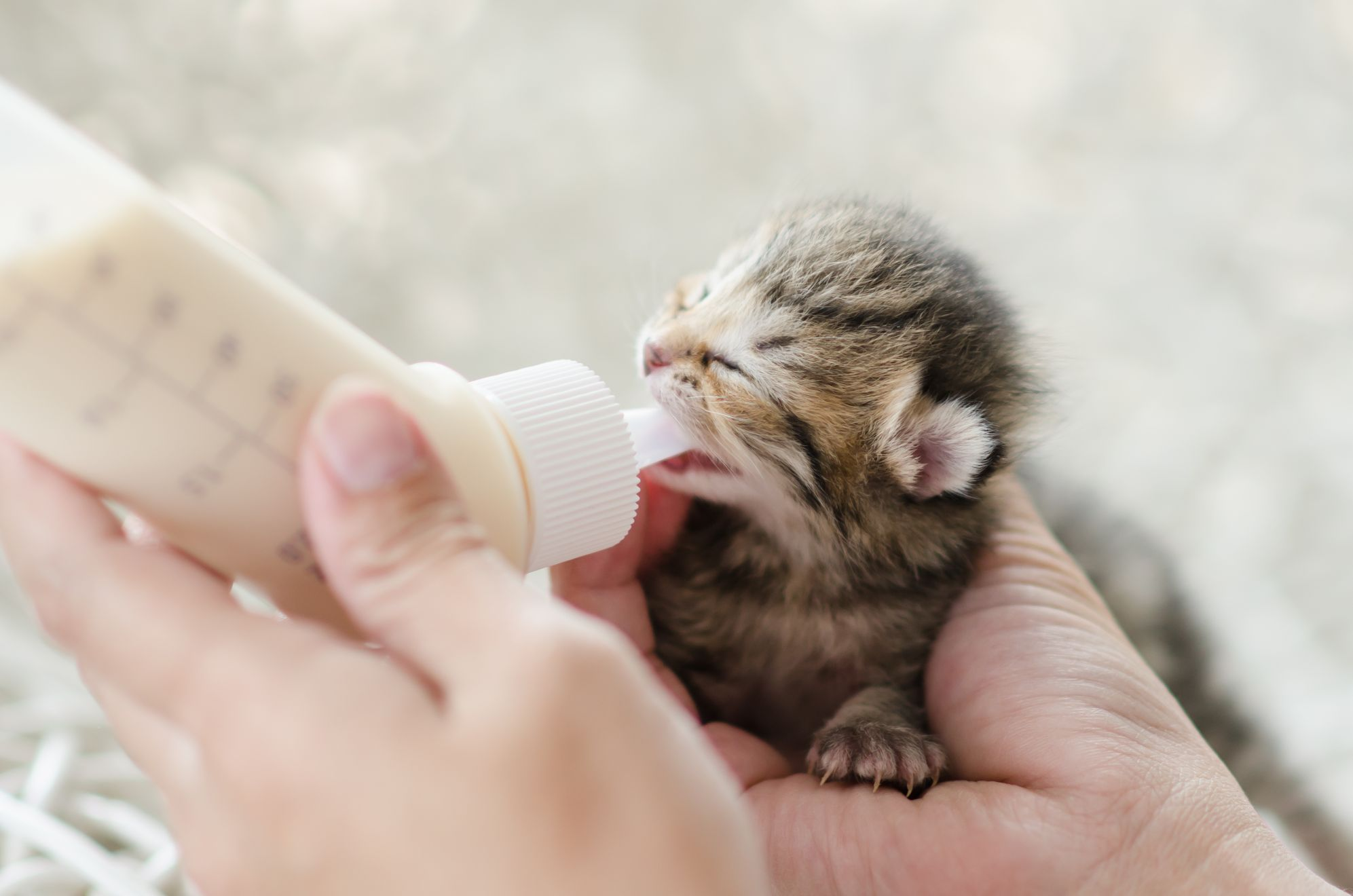 можно ли кормить новорожденных котят коровьим молоком