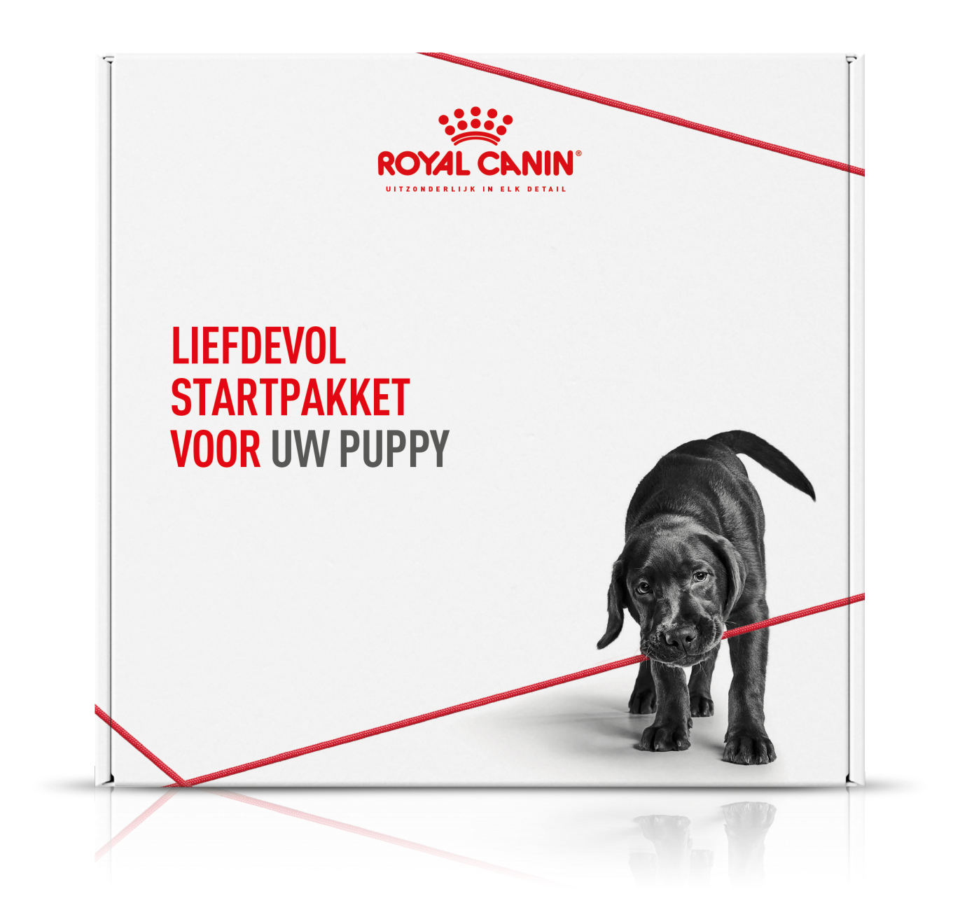 Uw puppy ophalen Royal Canin Belgium