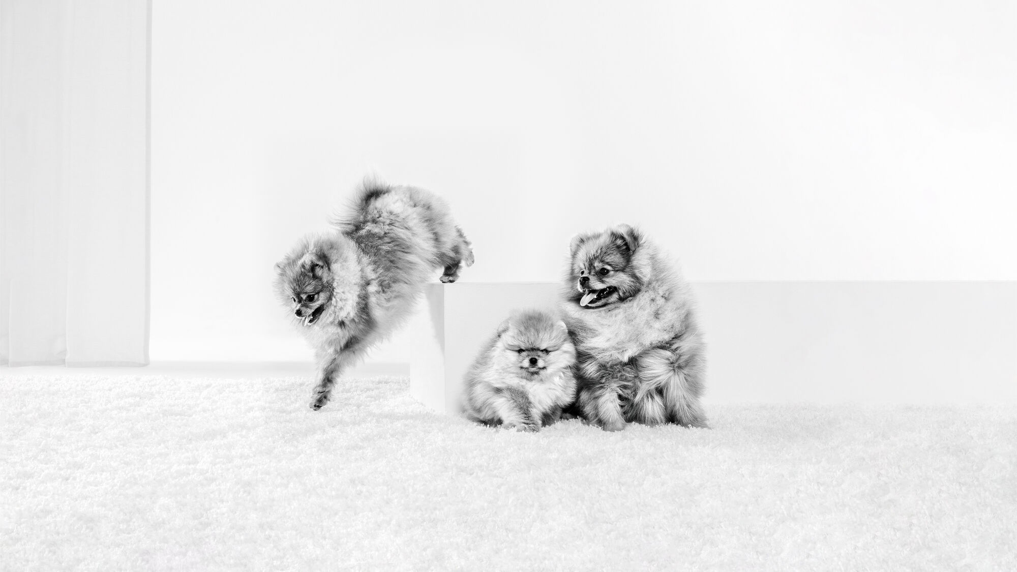 Groepje Pomeriaan puppies speelt binnen met elkaar in zwart-wit