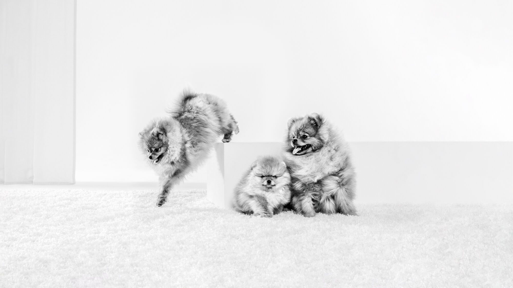 Groupe de chiots de Poméranie jouant à l'intérieur les uns avec les autres en noir et blanc