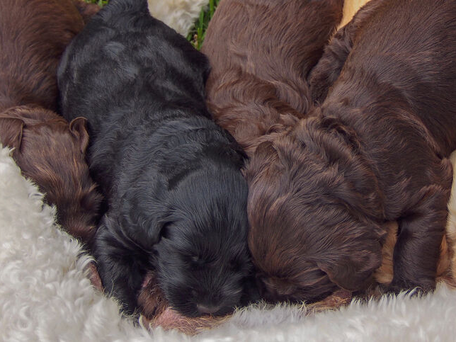 Labradoodle australiano alimentando a cachorros recién nacidos