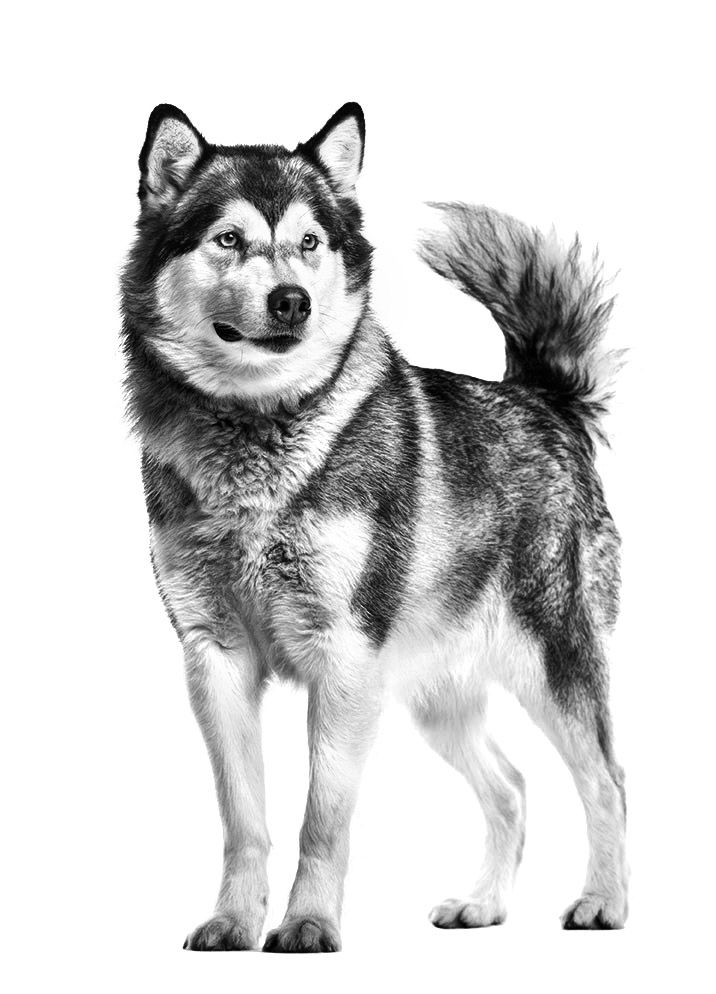 Alaskan Malamute adult in black and white