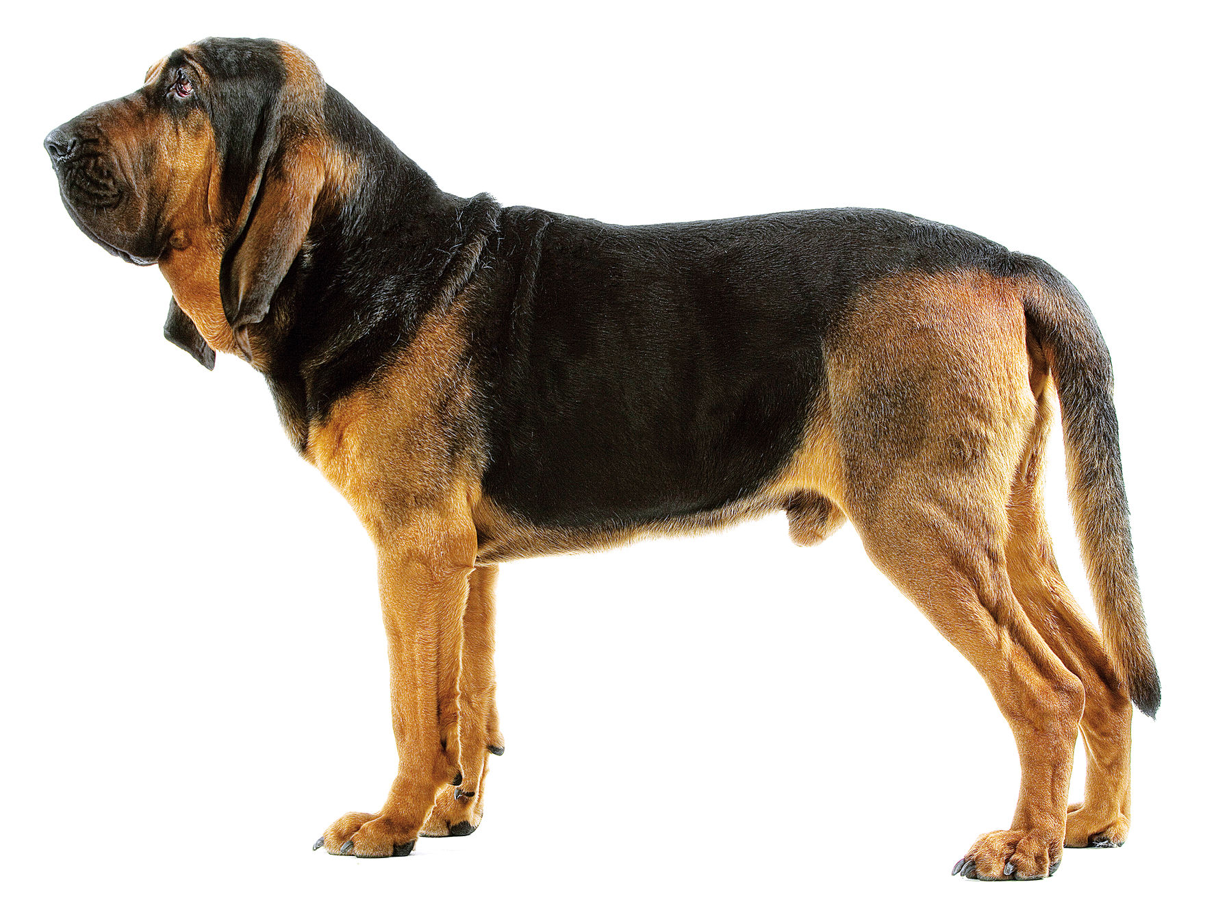 Bloodhound adult in black and white