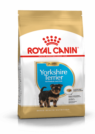 Yorkshire Terrier Puppy