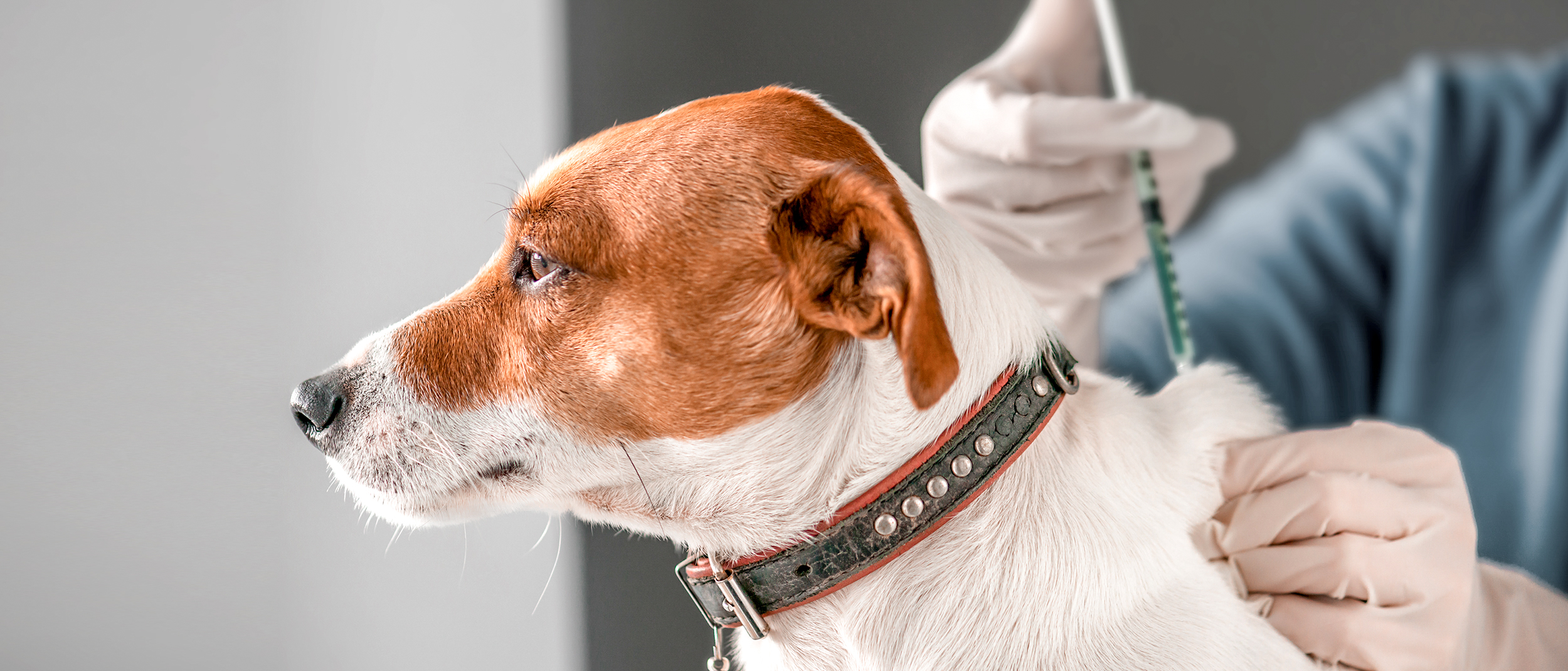 Young Jack Russell sitting in a vets office being given an injection.