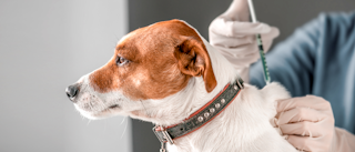 Young Jack Russell sitting in a vets office being given an injection.