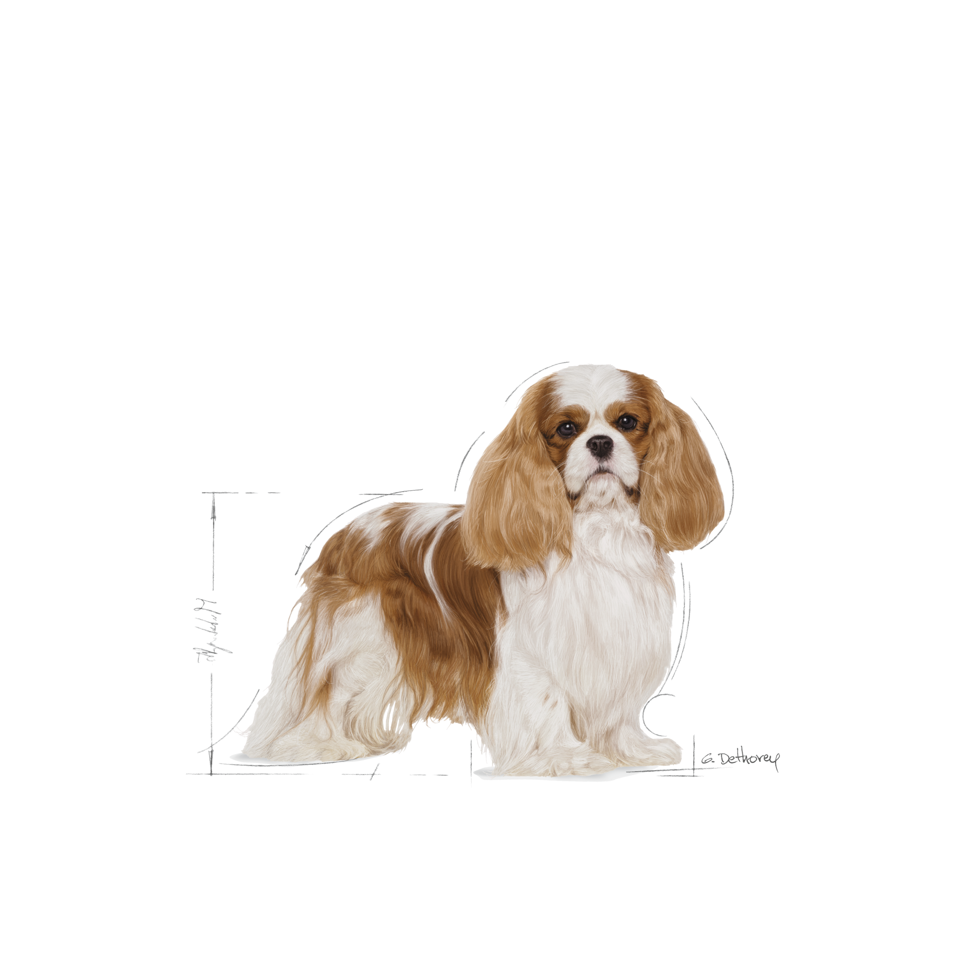 Royal canin cavalier outlet king charles 7.5 kg