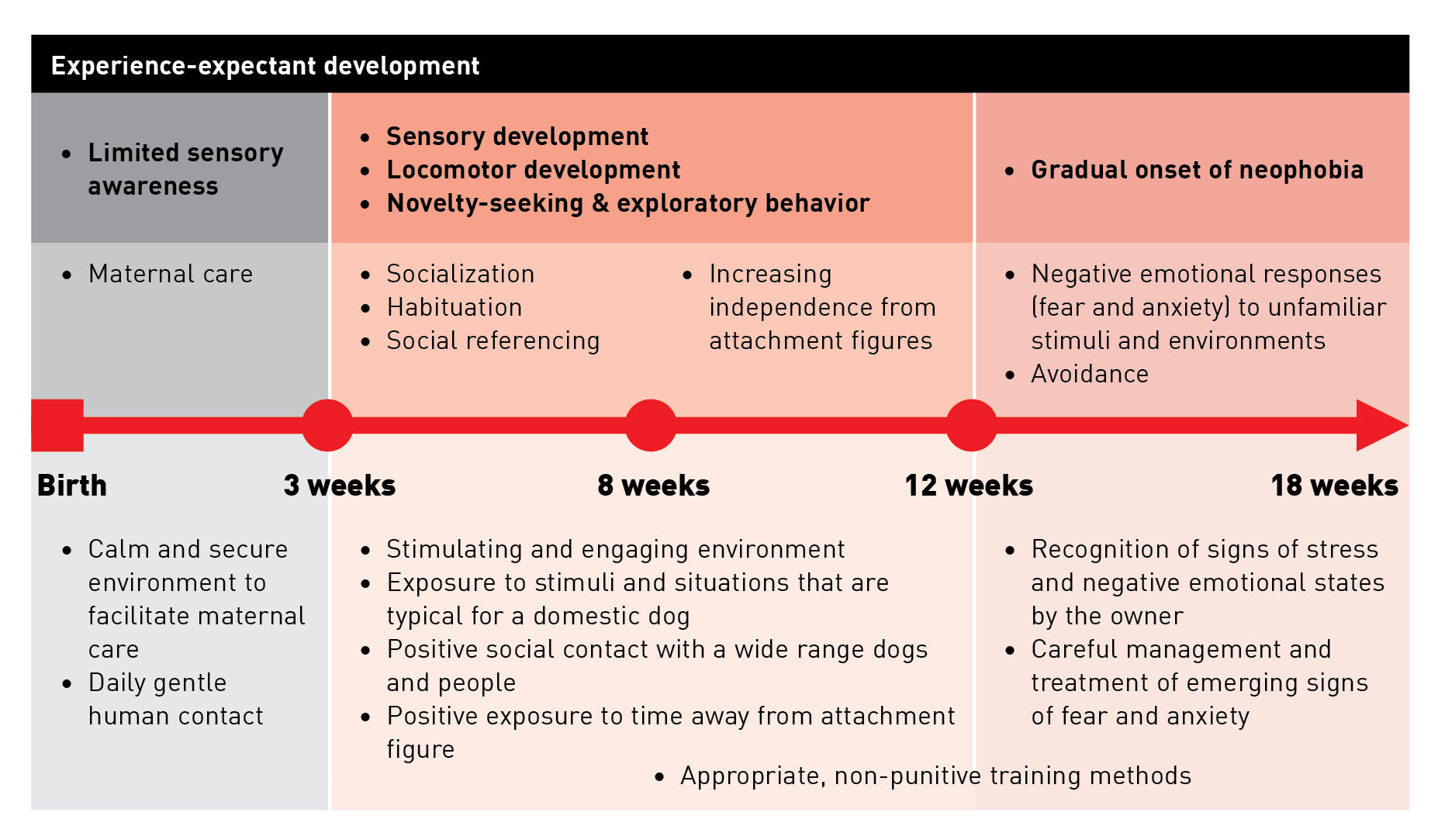 Timeline of the stages of puppy development