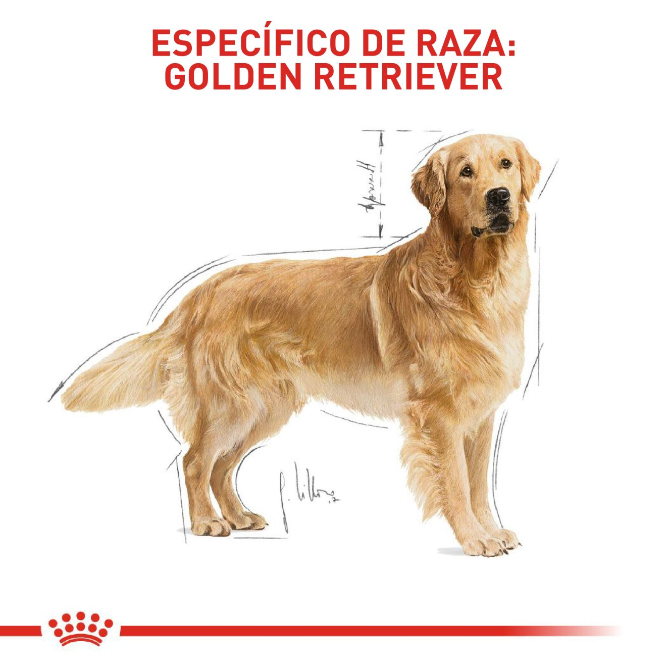 Golden Retriever Adulto