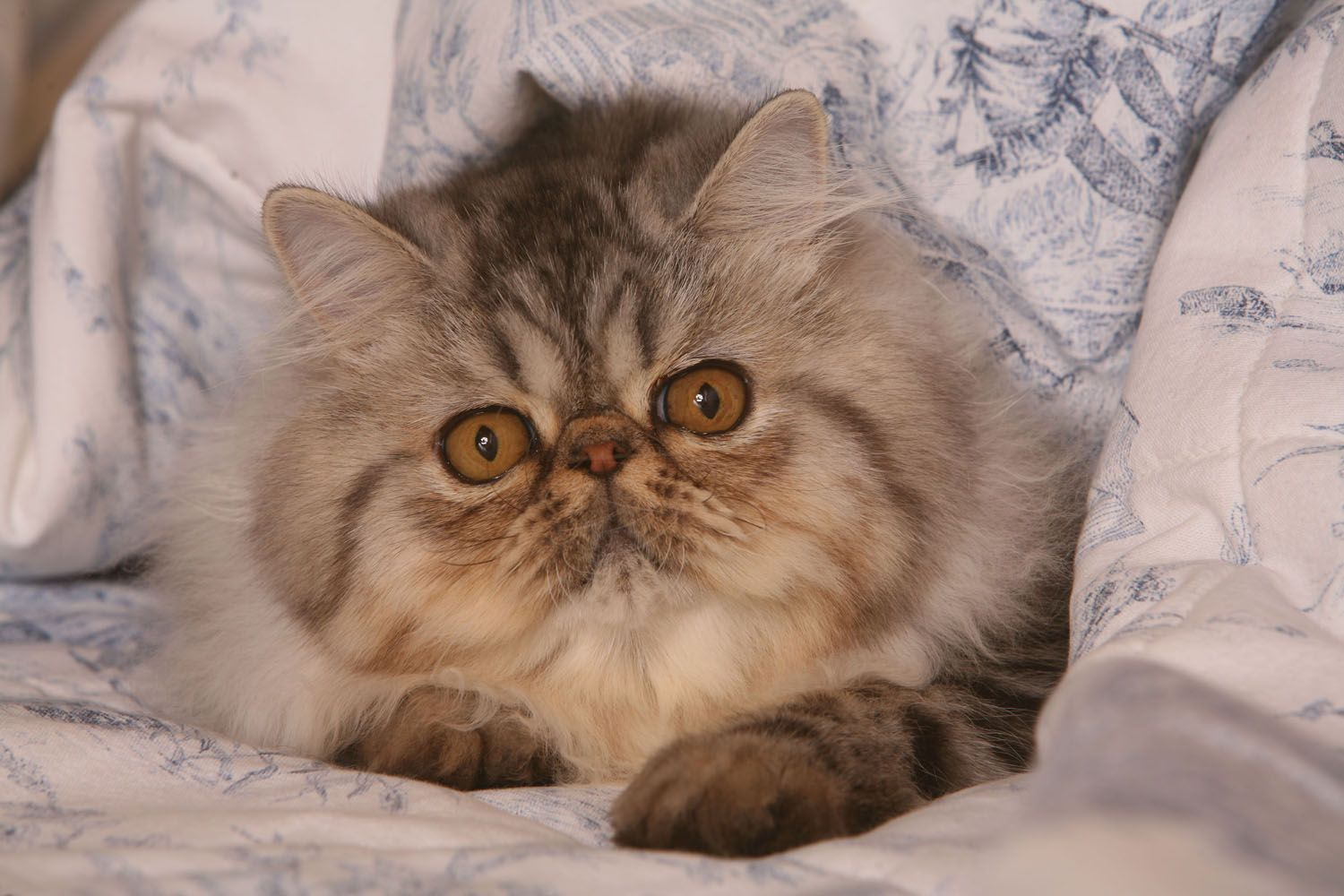 Persian cat peeking out of a blue and white duvet