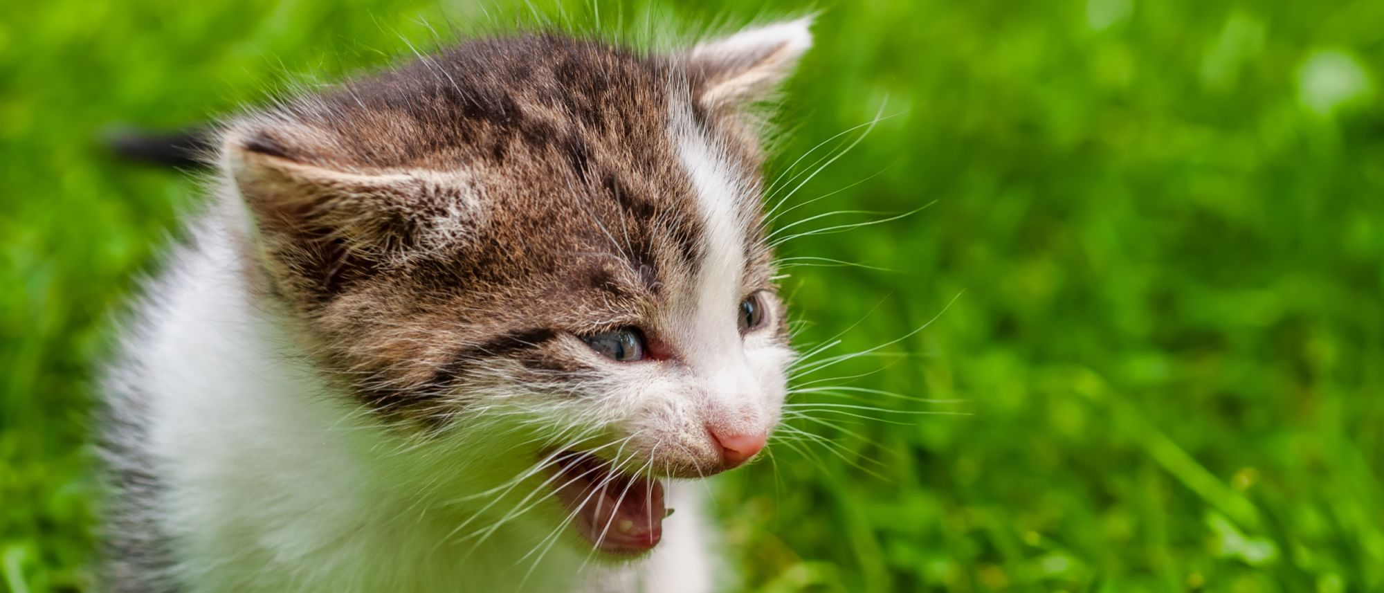 Мяуканье кота: почему кошки мяукают и как успокоить | Royal Canin UA