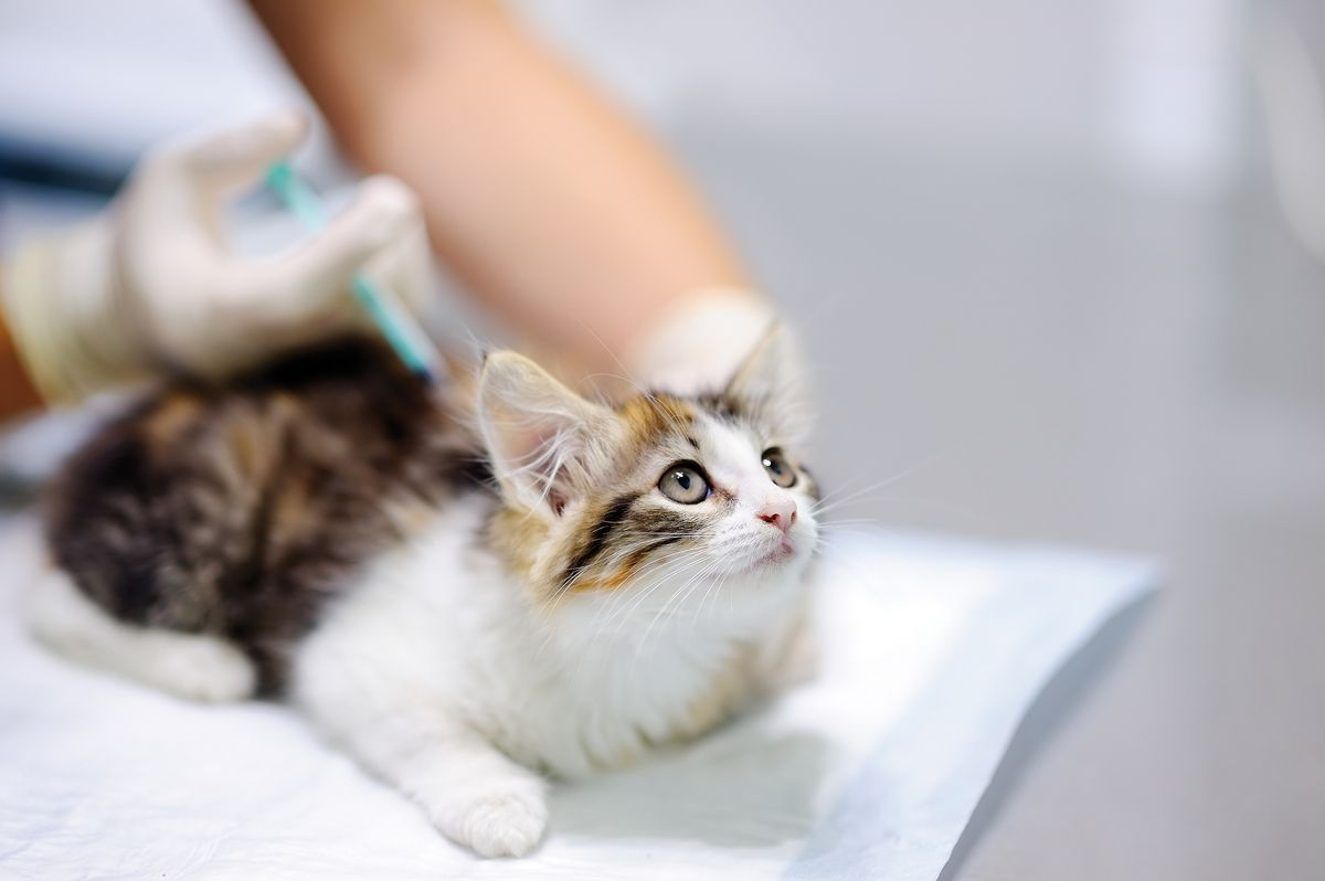 La CFP cerca di garantire che l'intero team veterinario sia in grado di gestire gatti e gattini in modo empatico.